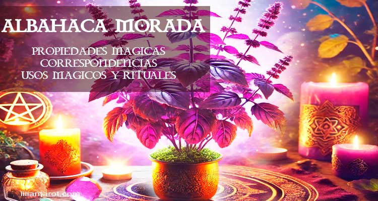 Albahaca Morada: Propiedades Mágicas. Magia de Protección, Atracción y Armonía Espiritual